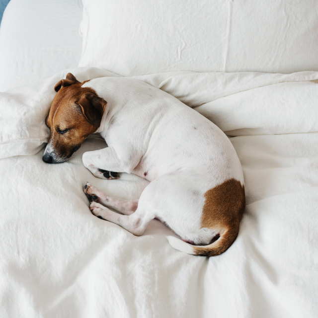 Hund schläft auf einem weiß bezogenen Hotelbett