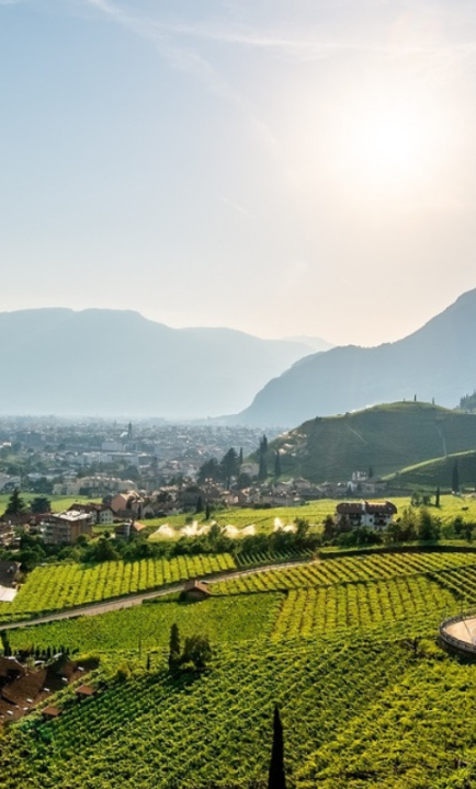 Südtirol, Weinberge