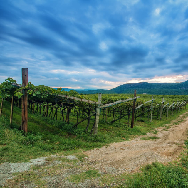 Weinberge
