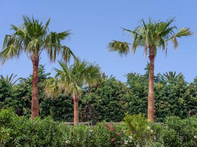 Gartenanlage