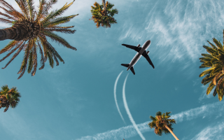 Flieger in Florida vom Boden zwischen Palmen gesehen