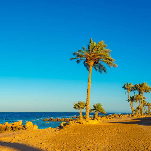 Sahl Hasheesh Strand mit Palmen