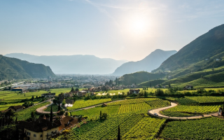 Südtirol, Weinberge