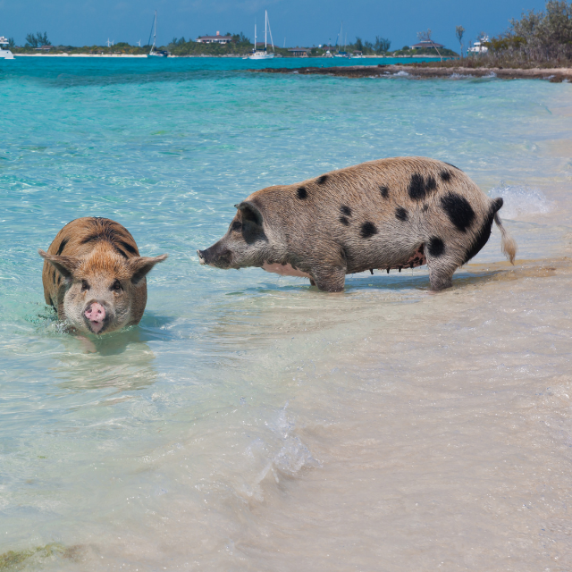 Zwei rosane Schweine mit schwarzen Flecken baden im flachen Wasser des Strandes