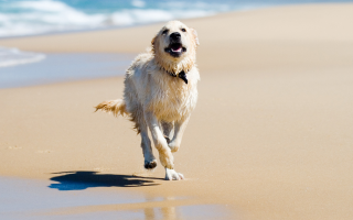 Golden Retriever am Strand