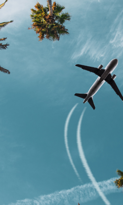 Flieger in Florida vom Boden zwischen Palmen gesehen