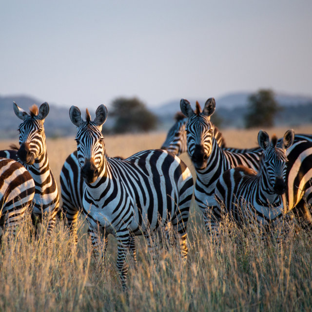 Zebraherde im Serengeti-Nationalpark