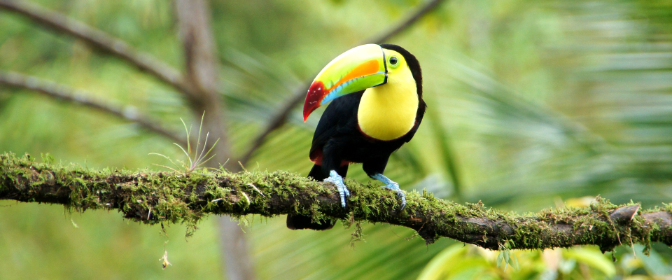 Tukan im Dschungel von Costa Rica