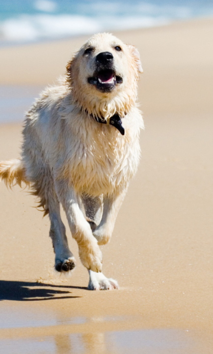 Golden Retriever am Strand
