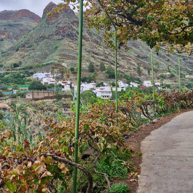 Kaffeeplantage Finca La Laja