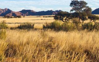 Bild von Afrika Urlaub im Winter