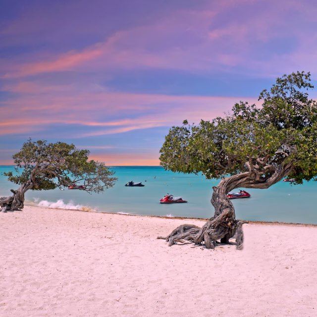 Heller Strand in Abendstimmung mit mehreren Divi-Divi-Bäumen, deren breit gefächerte Baumkronen Schatten spenden