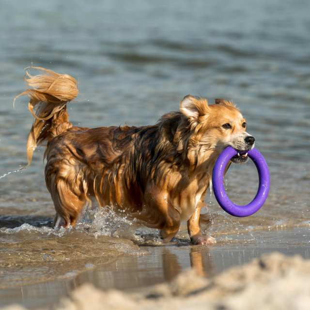 Hund apportiert am Strand einen Ring aus dem Wasser