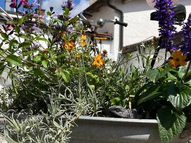 Gartenanlage