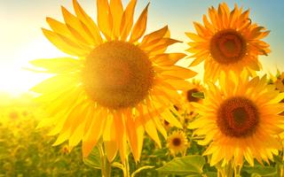 Top 15 Nachhaltige Bio Hotels Vorschaubild