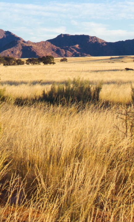 Safari in Afrika