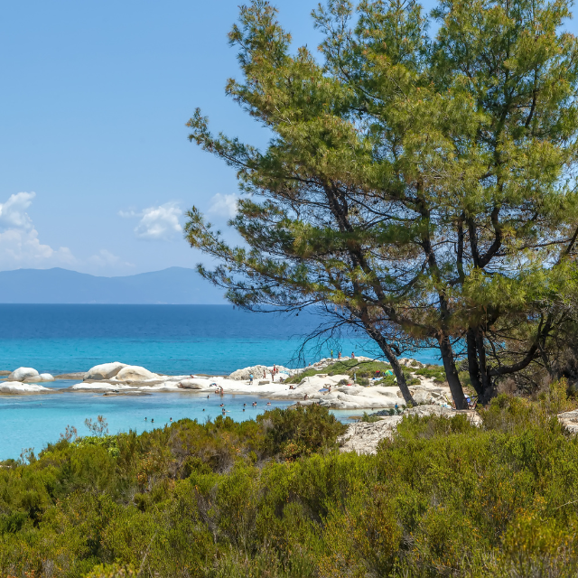 Blick durch einen Pinienwald auf eine Bucht auf Sithonia