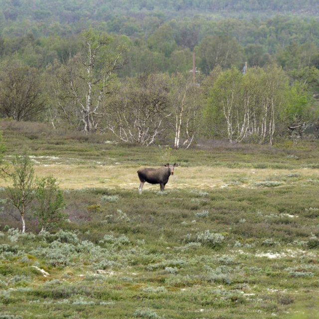 Elch im Feld